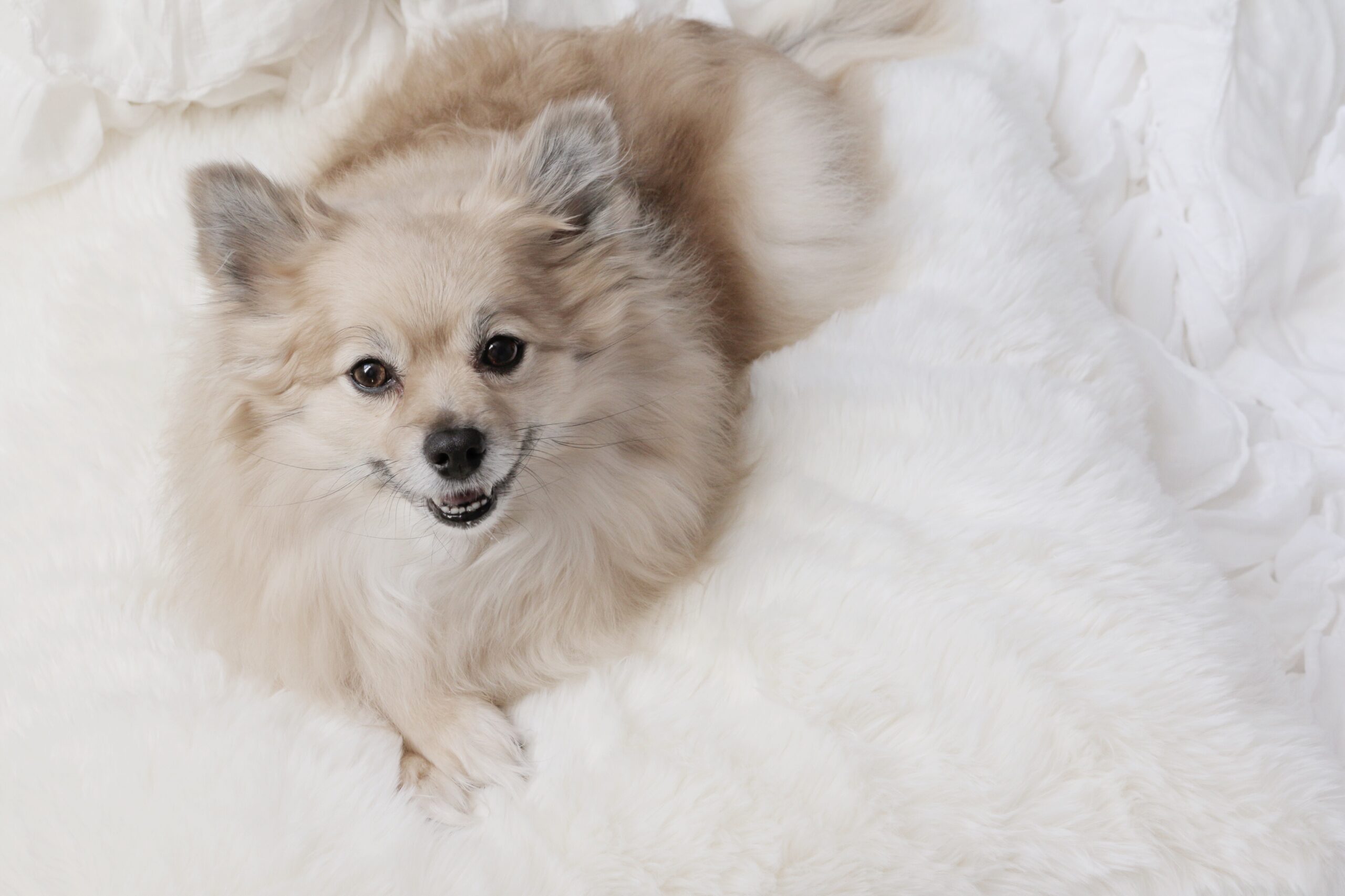 Molly, our pomeranian